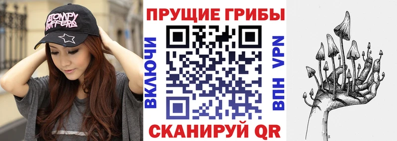 купить   Томмот  Псилоцибиновые грибы Psilocybine cubensis 